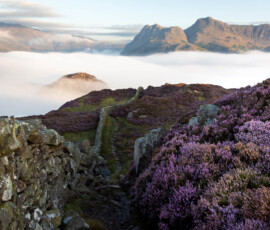 A beautiful landscape photo of the Langdale Pikes from Lingmoor Fell during heather season.