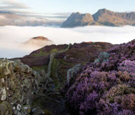 Heaven A beautiful landscape photo of the Langdale Pikes from Lingmoor Fell during heather season.