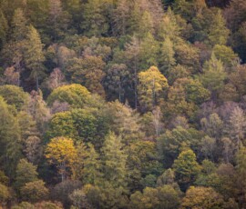 A woodland photograph of a collection of beautiful autumnal trees on Tom Heights as seen from Holme Fell.