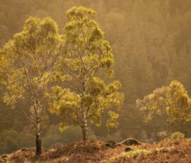 Three iconic silver birch trees stand illuminated during a beautiful golden autumnal sunrise on Holme Fell near Coniston.
