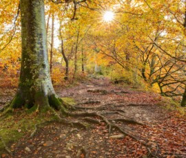 A beautiful autumn woodland landscape at Derwentwater in the Lake District.