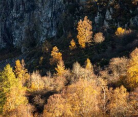 A cluster of Silver Birch and Larch trees glow as warm autumnal light hits them on the lower flanks of Walla Crag near Derwentwater.