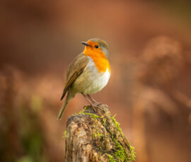 Wildlife photo of a Robin Red Breast on a weathered wooden pole in the Lake District