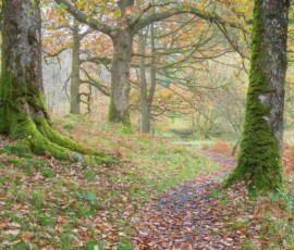 Woodland photography, autumn trees at Yew Tree Tarn in the Lake District.