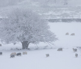A landscape photo of Herdwick sheep surrounding a snow-covered oak tree during heavy snowfall near Great Langdale.
