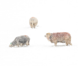 A telephoto shot of three Herdwick sheep digging through deep snow during heavy snow in the Lake District.