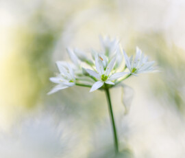 Wild Garlic A close-up of a beautiful Wild Garlic flower delicately photographed in a stunning ancient woodland during a late spring afternoon.