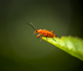 An extreme close-up of a common red soldier beetle perched on the edge of a stinging nettle leaf. Photographed using a Raynox DCR-250 macro conversion lens.