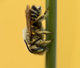 Macro photography of a dew-covered Green-eyed Flower Bee resting on a grass stem during the early morning.