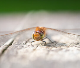 Macro photograph of a male Common Darter dragonfly smiling for the camera.