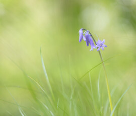 Delicate A macro photograph of a beautiful English Bluebell flowering amongst a patch of wild grasses.