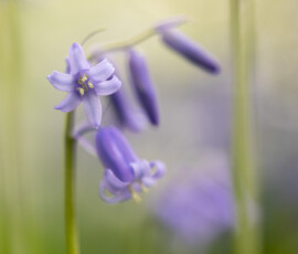 Wildflower photography featuring an English Bluebell with beautiful soft light