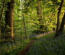 Spring Beauty A carpet of flowering Bluebells along a path through a woodland at sunset