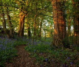 Bluebell Woods A carpet of flowering Bluebells along a path through an ancient woodland with the trees catching sunset light in Rainford Village