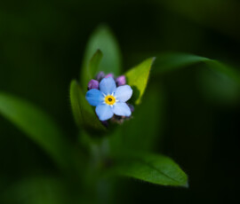 Dappled Woodland Forget-me-not, Myosotis Sylvatica, photographed during sunset on the edge of a woodland.
