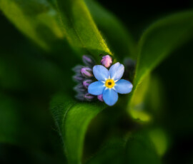Light in Shadow Macro photograph of Woodland Forget-me-not, Myosotis Sylvatica, captured during sunset on the edge of a woodland.