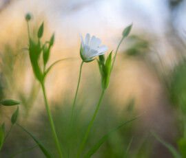 Wildflower photography featuring the beautiful Greater Stitchwort photographed on the edge of a woodland during sunset.