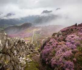 Beautiful pink mountain heather flowering on Lingmoor Fell in the Lake District during an atmospheric morning.