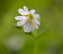 Flowering Greater Stitchwort captured with a macro lens during a morning of wildflower photography