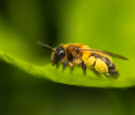 Sweet Success Macro photograph of a Honey Bee resting on a spring Beech leaf with pollen on its back legs