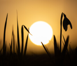 A silhouette of a flowering snowdrop with the sun setting beautifully behind