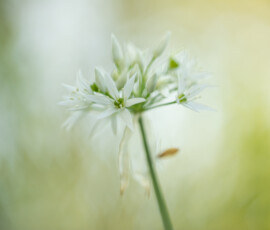 Macro photograph of a beautiful Wild Garlic flower in a stunning ancient woodland during a late spring afternoon.