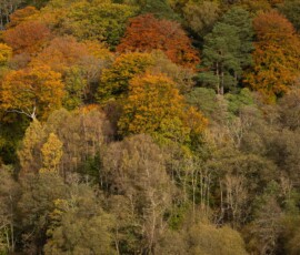 A collection of beautiful autumnal trees around Grasmere in the Lake District.