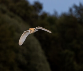 Close-up of a beautiful Barn Owl quartering after sunset against a backdrop of trees.
