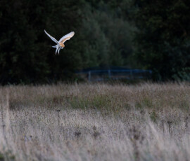 A beautiful Barn Owl hovering as it hunts for food in an overgrown field.