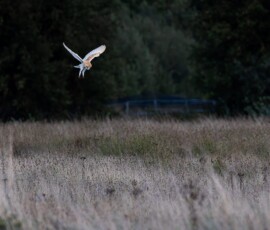 A beautiful Barn Owl hovering as it hunts for food in an overgrown field.