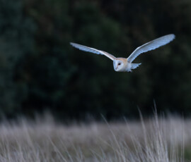 A Barn Owl photographed with the incredible Canon R5 in low light as she quarters low across a field of long grasses.