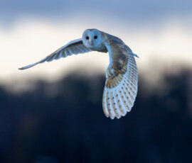 Close up photograph of a quartering barn owl after sunset with flared wings.