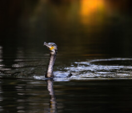 A Cormorant pops up majestically after diving underwater to catch fish. Photographed with the Canon R5 and 100-400mm F/4.5-5.6L IS II