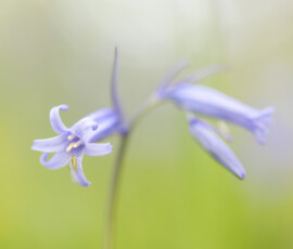 Intricate details such as this tiny greenfly feeding on the pollen of a bluebell can help to define the magic of spring Macro photograph of a British Bluebell flower with a greenfly resting on its petals.