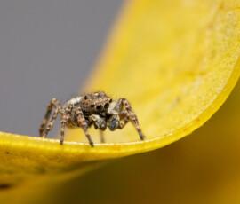 Extreme close-up of a tiny Downy Jumping Spider on a yellowing leaf using the Raynox DCR250.