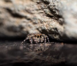 Extreme close-up of a Downy Jumping Spider in front of a rock captured in Rainford Village using a Raynox DCR250