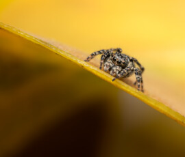 A close-up of a tiny Downy Jumping Spider on a yellowing leaf during a late spring afternoon using the Raynox DCR250