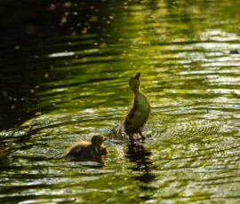 Flying High A duckling catching flies from a brook during a month of spring photography.