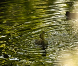 A duckling looking up at a swarm of flies from a brook during a month of spring photography.
