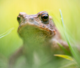 Close-up of a young toad exploring a patch of grass close to its breeding pond.