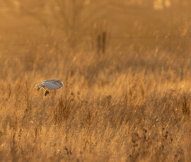 Barn Owl with a vole flying low across a field during sunset.