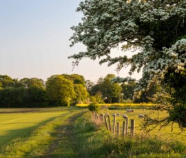 Countryside landscape with a lone flowering Hawthorn tree along a public path during a beautiful spring sunset.