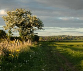 Countryside Delight Countryside landscape with a lone flowering Hawthorn tree along a public path during a beautiful spring sunset.