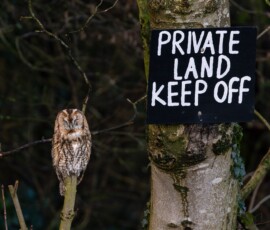 A sleeping Tawny Owl perched on a broken branch next to a private land sign at the edge of a woodland in North West England.
