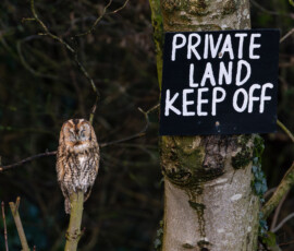 A sleeping Tawny Owl perched on a broken branch next to a private land sign at the edge of a woodland in North West England.