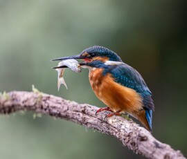 Common Kingfisher on a perch with a fish after a successful catch.