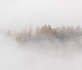 Isolation Lake District landscape photography of a group of larch trees emerging from mist during a temperature inversion.