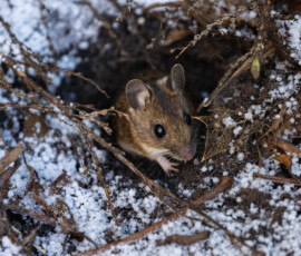 Wildlife photograph of a wood mouse in winter peeping out of its den surrounded by snow.