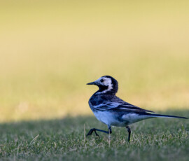 Close-up of a Pied Wagtail on a freshly cut grass field during a summer's evening.