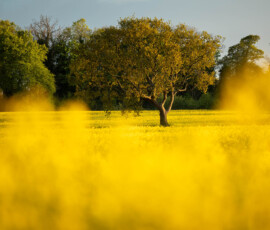 Spring photography of a lone Oak tree standing in the middle of a flowering Rapeseed field.